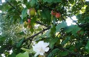 В Башкирии снова зацвела яблоня