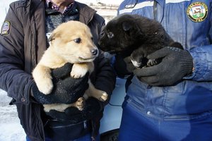 В Уфе спасатели вызволили застрявшего щенка