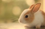 В Уфе проходит выставка кроликов