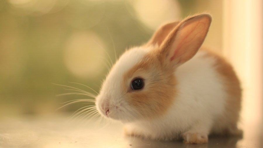 В Уфе проходит выставка кроликов