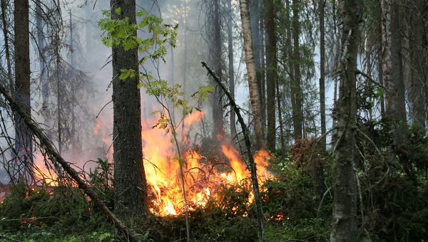 В выходные в Башкирии сгорело почти 11 гектаров леса