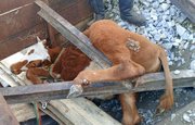 В Башкирии бык упал с моста и застрял в деревянных конструкциях