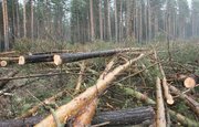 Депутата сельсовета обвиняют в незаконной вырубке леса на 4,4 млн рублей