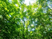 Мангалов больше не будет: В Уфе на все лето закроют парк Лесоводов