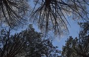 В Башкирии планируют создать лесопромышленный кластер