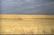 В Минсельхозе Башкирии объяснили, почему собранное зерно хранят прямо на поле