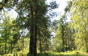 В Башкирии фирма незаконно вырубила 5 гектаров леса
