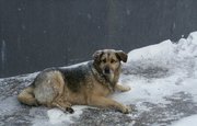 Волонтёры Башкирии поделились трагической историей собаки-пациентки одной из уфимских ветклиник