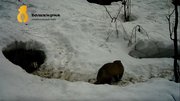 В Башкирии засняли на камеру процесс спаривания одних из самых пугливых диких животных 