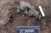 В Салехарде обнаружено кладбище домашних животных, которому 2 тысячи лет