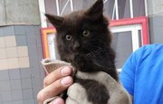 В Уфе спасатели помогли котенку с помощью Интернета