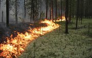Башкирия получит 8,7 млн рублей на борьбу с лесными пожарами