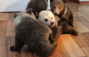 В вольерах в уфимском парке Лесоводов родились четыре медвежонка