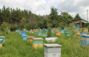 Медовые выходные: Как пчеловод из Мишкинского района превратил свою пасеку в место притяжения отдыхающих