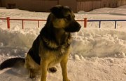 «Изгадили всю Уфу» – Горожане предъявляют претензии владельцам собак