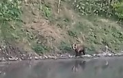 Видео: В Башкирии медведь вышел на берег реки к рыбакам
